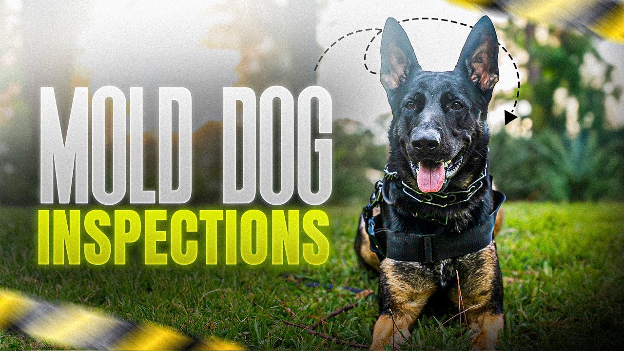 Can A Mold Dog Really Find Hidden Mold? Watch Zuko The Mold Dog In Action!