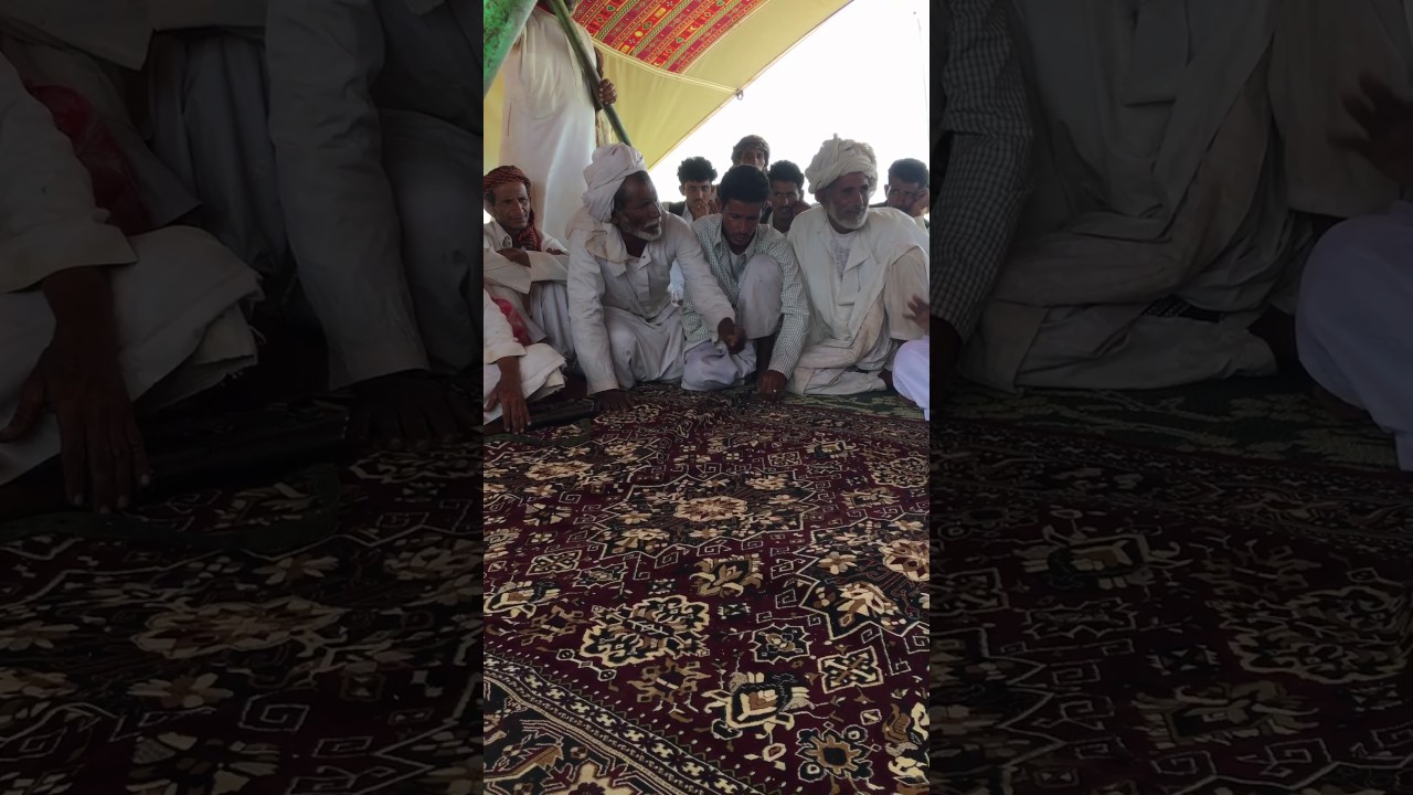 أصل كلمة العنافي اسم وسارت سلالة هجن عند الرشايدة