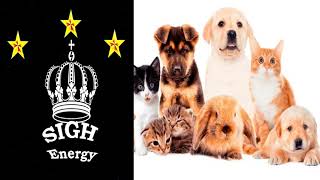 Advanced Pet Healing EXTREMELY POWERFUL!!! (Energetically Programmed)
