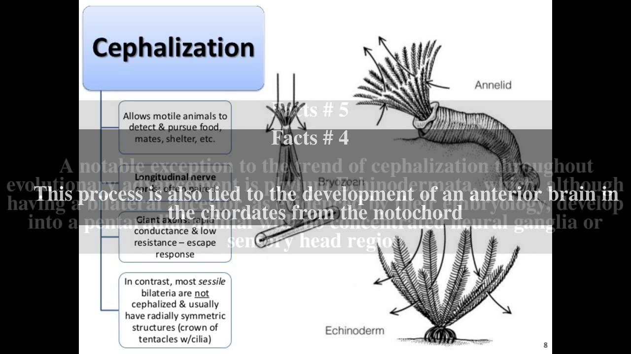 Cephalization Top 7 Facts YouTube
