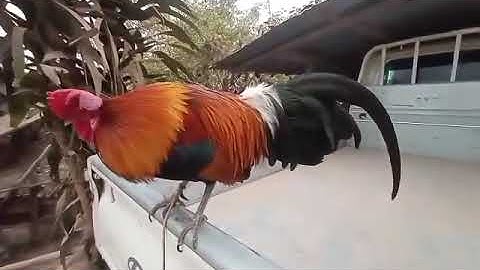 muag qaib dib tuaj zoo/แบ่งเด้วสายหมาน สนใจ02078982031.