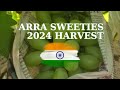 Arra sweeties arra 15 in india  2024 harvest