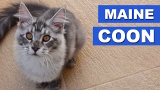 Maine Coon - Papo com o criador