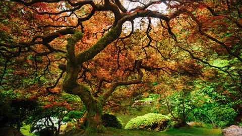 You are The Buddha - Alan Watts Chillstep Mix #2