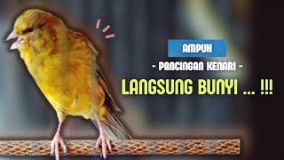 Langsung BUNYI❗Kenari GACOR PANCINGAN KENARI Paud Agar BUNYI - Kenari PAUD Belajar BUNYI || 574