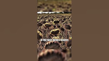 Why Did CaptainSparklez Do This? #shorts