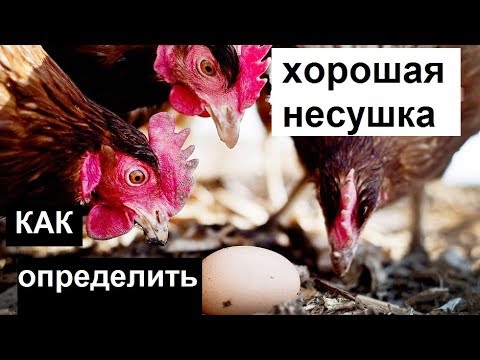 Хорошие куры несушки - Какие куры несут много яиц. Как определить хорошую несушку