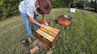 Checking Nucs, Single Chamber Hives & Double Deeps for Feeding10-2-2026