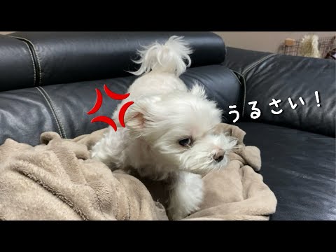 飼い主の言うことを無視してブチ切れまくる犬