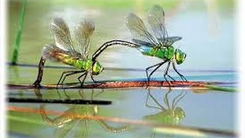 Con chuồn chuồn - Nhạc Thiếu Nhi Vui Nhộn, Hay Nhất