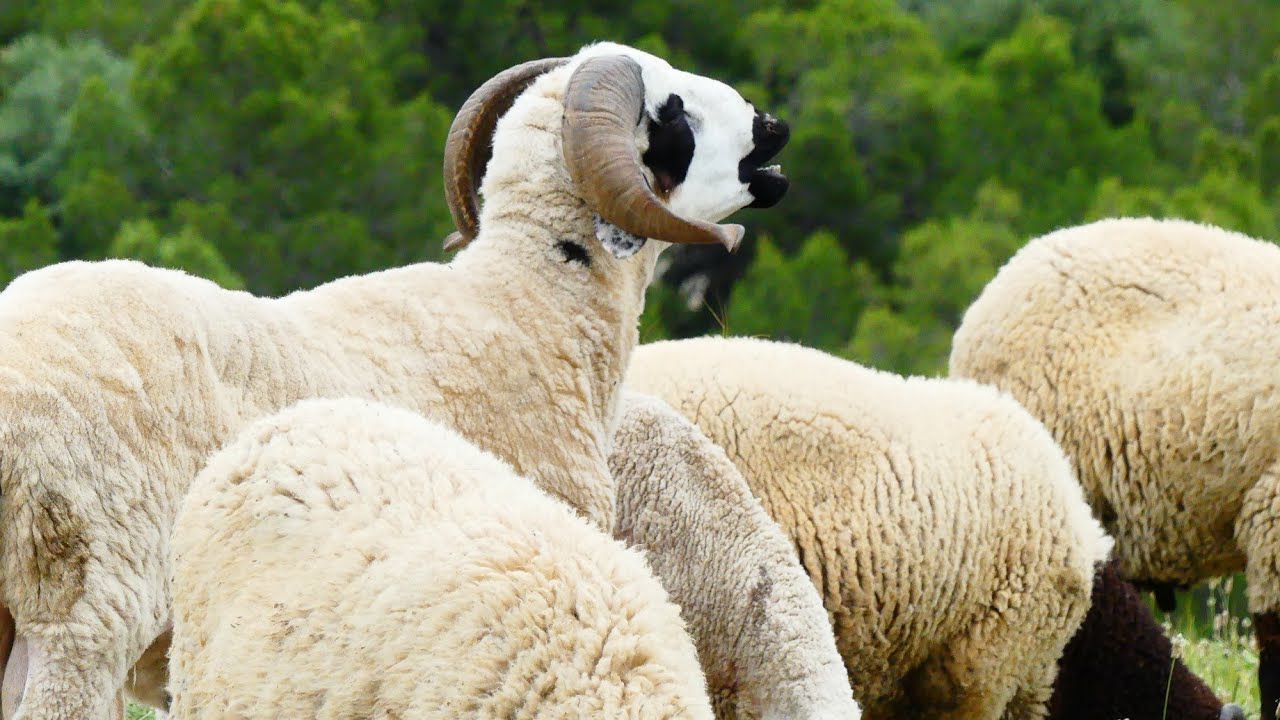 من رحبة باجة عرض لمختلف اسوام الاضاحي ، العلوش متوفر من المنتج للمستهلك...#2025 #عيد_الاضحى #تونس