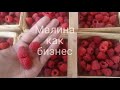 Малина как бизнес