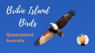 Coastal Sunrise at Bribie Island | Beautiful Bird Pictures | Photography Slideshow screenshot 4