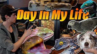 A Day In My Life With a Zoo In My House