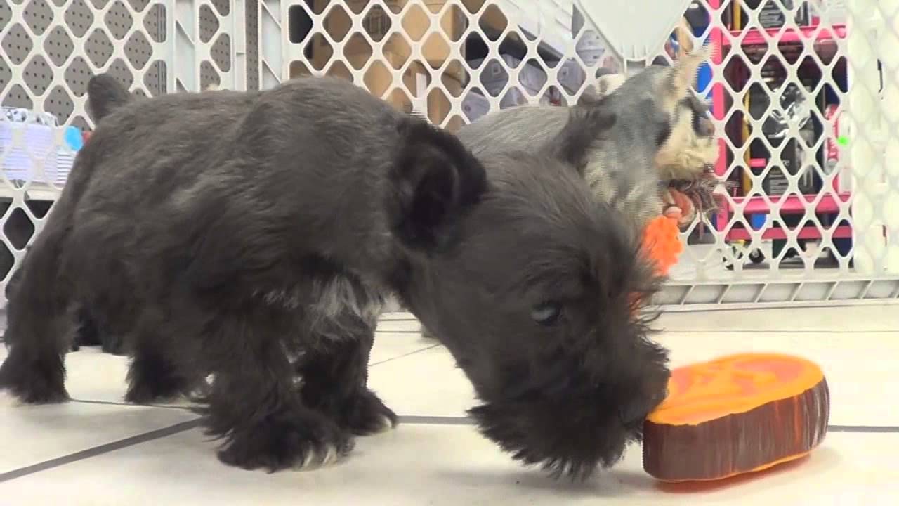 Miniature Schnauzer, Puppies, Dogs, For Sale, In New York, New York, NY, 19Breeders, Brookhaven