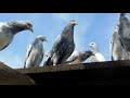 Пакистанские  голуби  Первый  выпуск   на   крышу