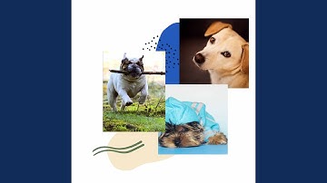 Pulsating Backdrops for Sweet Dogs