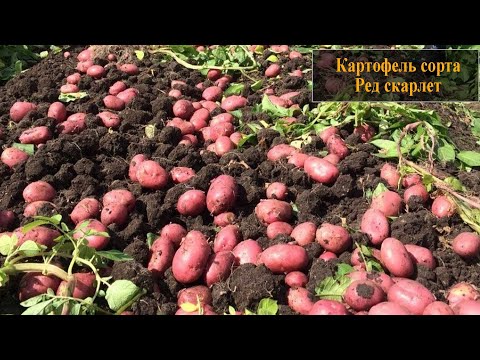 Картофель сорта Ред Скарлет