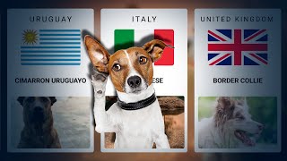 Dog Breeds From Different Countries (comparison)