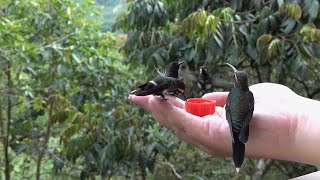 Equateur Octobre 2023 Colibris sur la main Punto Ornitológico MINDO