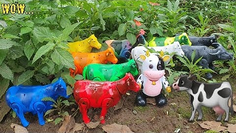 MENEMUKAN SAPI WARNA-WARNI, SAPI LUCU, SAPI JOGET, SAPI KARTUN, SAPI MOO, SAPI GRANDONG, KERBAU LUCU
