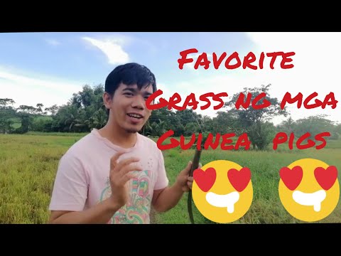 The best grass para pampabilis laki ng mga guinea pigs | FEEDING GUINEA PIG SO CUTE |