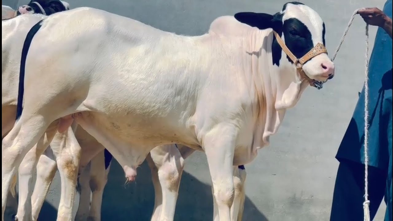 Abluk nukary pandy pately slagger Qurbani 2027 bull for sale in pakistan