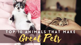 Top 10 Animals That Make Great Pets