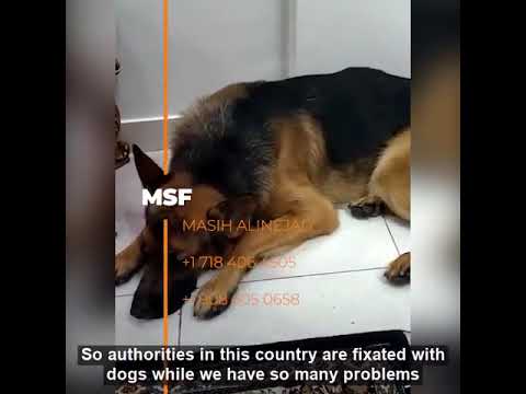 Video: Urban Hundeeiere I Iran Møter Heftige Bøter Og 74 Vipper Under Ny Lov