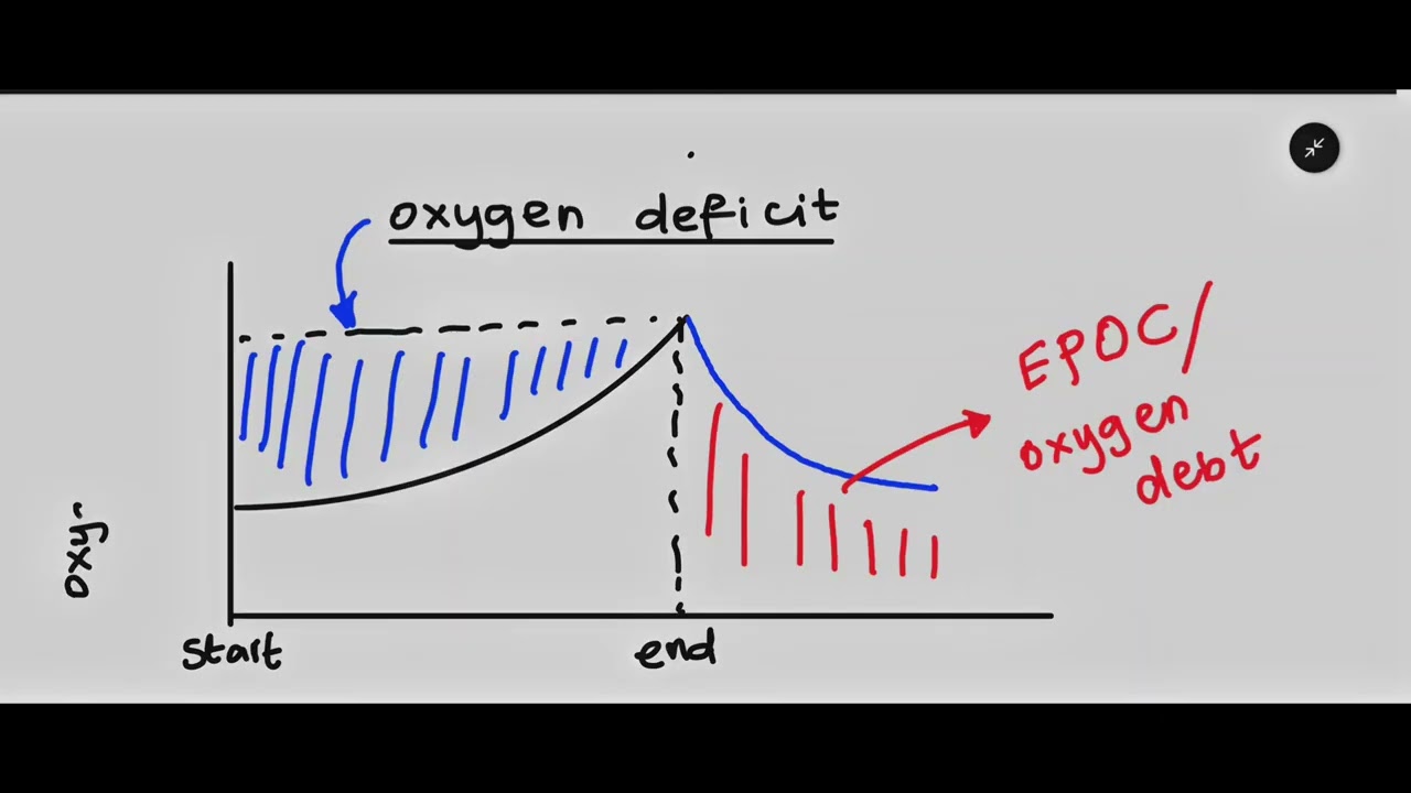 Energy Systems (AQA A-Level PE) | Super PE Online