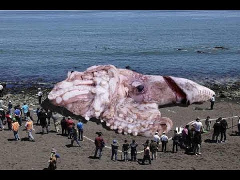 48-meters-giant-squid-found-in-california?-january-10,-2014-(explained)