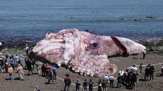 48 METERS GIANT SQUID FOUND IN CALIFORNIA? JANUARY 10, 2014 (EXPLAINED)