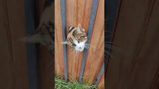 Feisty Cat Nibbles and Slaps at Lady