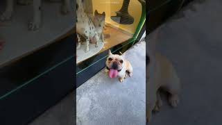 Naughy Owner Slept In Doghouse