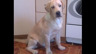 Щенок Лабрадора Разорвал вещи! Puppy Labrador retriever!