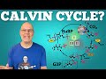 Understanding the Calvin Cycle