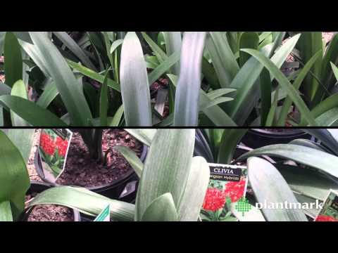 วีดีโอ: สีดอกไม้ Clivia - จะทำอย่างไรสำหรับสีดอกไม้ที่แตกต่างกันใน Clivias