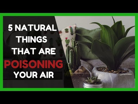 5 Natural Causes Poisoning the Air at Home - Home safety ideas