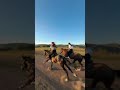 Crazy Speed Horse Racing