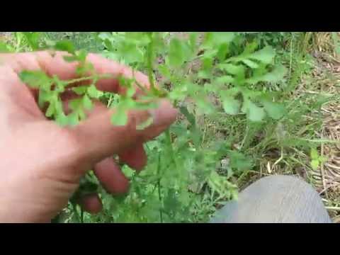 Vidéo: Récolte des herbes de rue - Comment et quand utiliser les plantes de rue du jardin