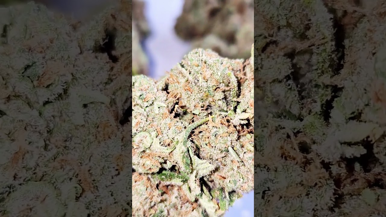 Super Amnesia Haze CBD - Cali Weed Strain - vaporspirit.ch
