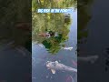BIG FISH!!!!! #ATHENS NATIONAL GARDEN! #greece #travel #discovergreece #Youtubegreece #viralshorts