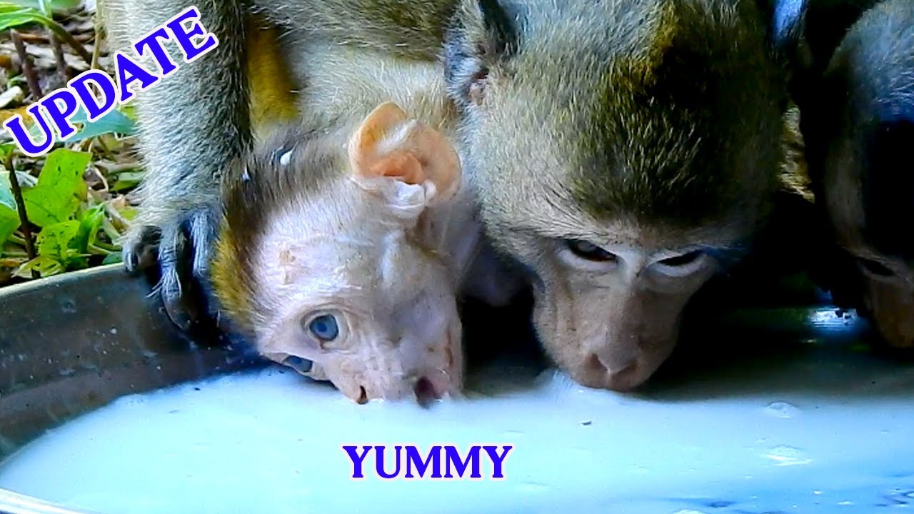 Big surprise ! Poor girl Elpida getting milk so yummy, Wish Elpida healthy & strong😘😘😘