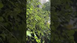 HEAVY RAIN in the morning tropical garden village🌱☘️🍀🍃 screenshot 2