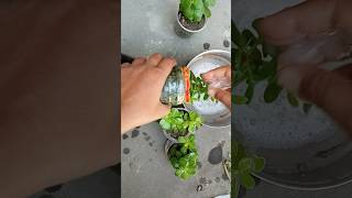 "पौधों पर सफेद कीड़े (Mealybugs) 😱 हटाने का आसान घरेलू तरीका #PlantCare #Mealybugs #JadePlant