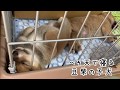 【へそ天で寝る豆柴の子犬】踏んづけられるも…⁉️ #4