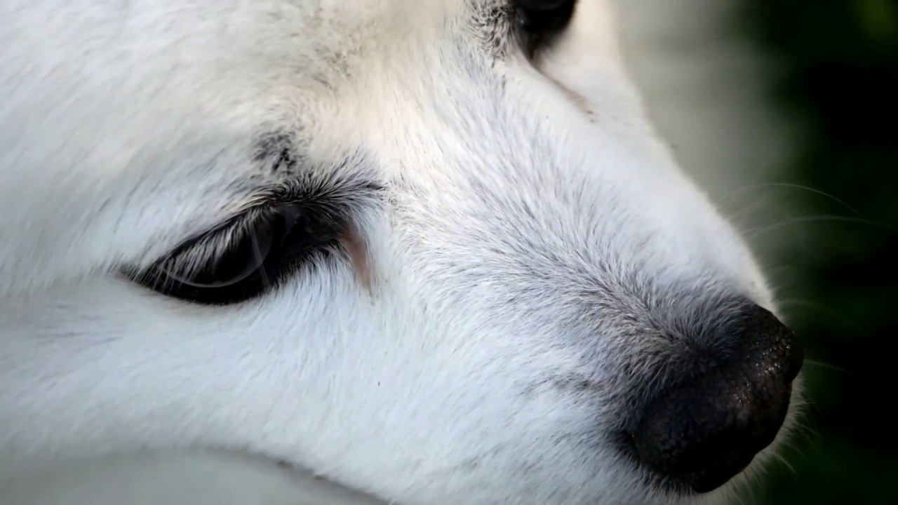 Why Are Dogs Noses Wet Youtube