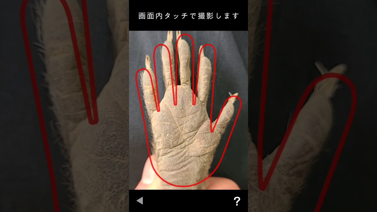 【検証】アライグマに『手相占い』は通用するのか？