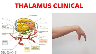 Thalamus Clinicals | Blood Supply of Thalamus | Wernicke-Korsakoff Syndrome | Thalamic Hand
