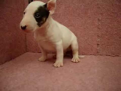 07 20 牛頭梗bull Terrier 公幼犬1號 日新犬舍 Youtube